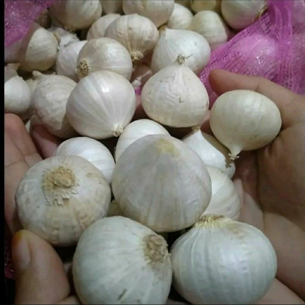 

Bawang Putih Tunggal 250 Gram l Bawang Lanang Jbp_Fresh