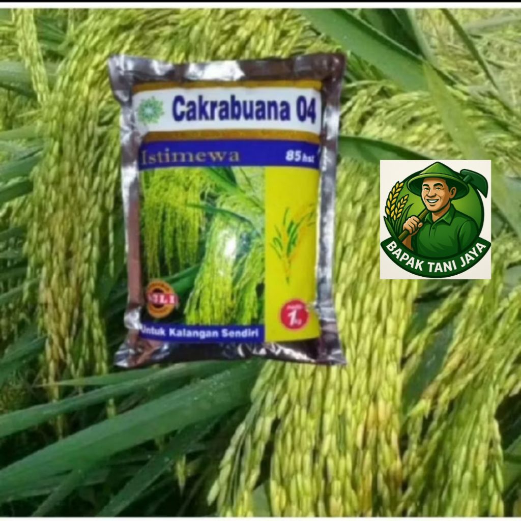 benih padi Cakrabuana 05 berkualitas unggul 1KG