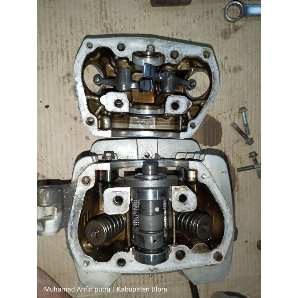 Silender kop Tiger lama