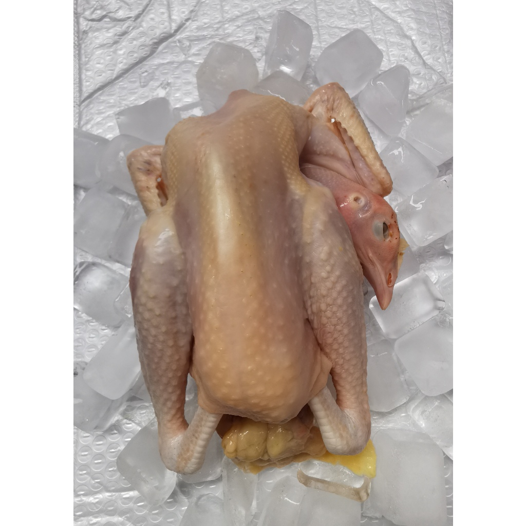 

Frozen Ayam Kampung Solo Utuh