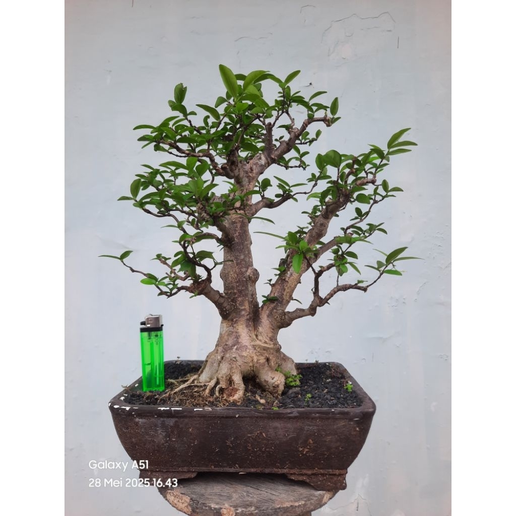 bonsai anput small