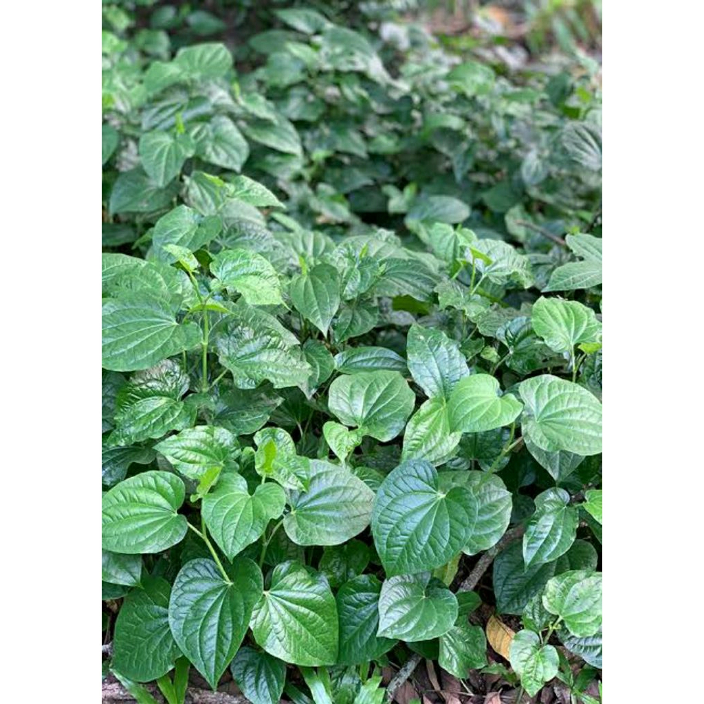 

Daun karuk (Piper sarmentosum) fress. 100 lembar organik