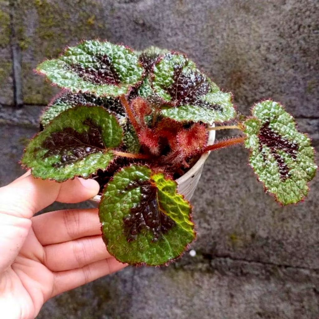 Bunga Begonia MASONIANA IRON CROSS - Tanaman Hias Begonia Iron Cross Tapak Macan