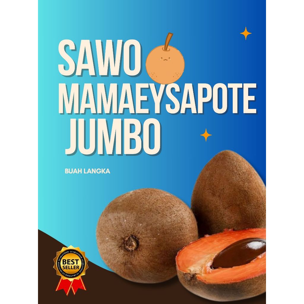 

LANGKA !! Sawo Jumbo Original, Sawo Jumbo Organik