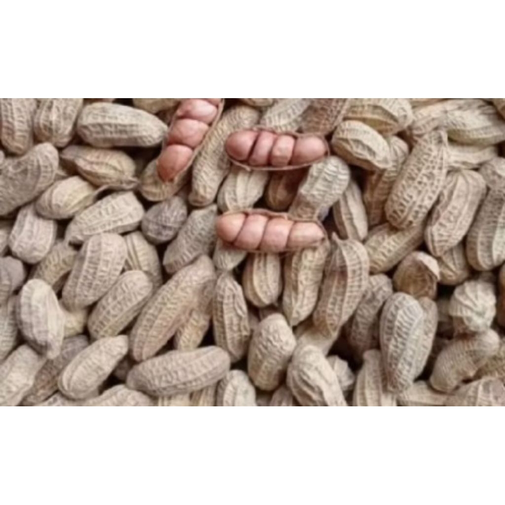 

KACANG KULIT SANGRAI TANGERANG 1 LITER