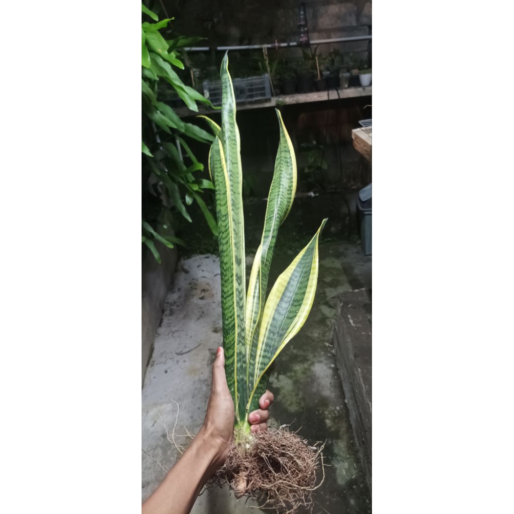 lidah mertua / sansivera / sansivera kuning / lidah mertua kuning
