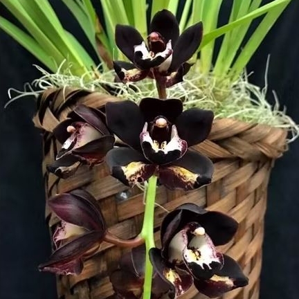 TERLARIS ANGGREK CYMBIDIUM HITAM BERBUNGA WANGI (kiwi midnight)