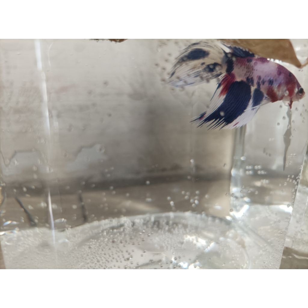 Hiasan Kamar Veil tail