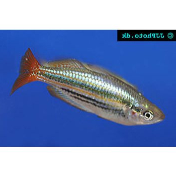 Ikan Hias Rainbow Makaloci / Melanotaenia Maccullochi / Ikan Hias Air Tawar