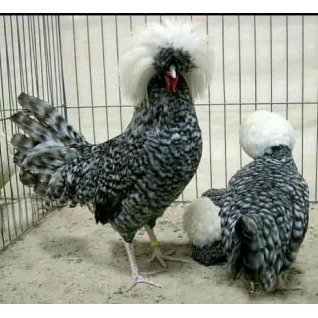 

TELUR FERTIL AYAM POLAND UNTUK DI TETASKAN