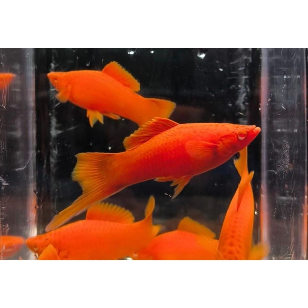 Platy Red Blood FC LOW FIN
