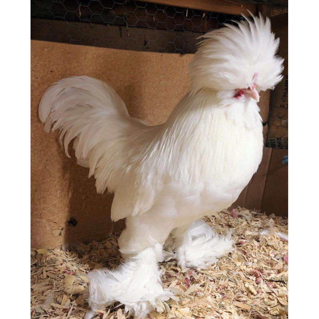 

TELUR FERTIL AYAM SULTAN TURKEY UNTUK DI TETASKAN