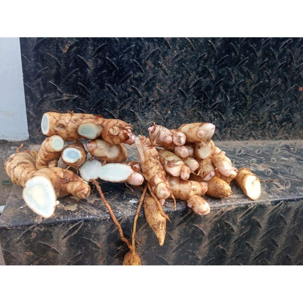 

Temu hitam / temu Ireng (rimpang) fresh