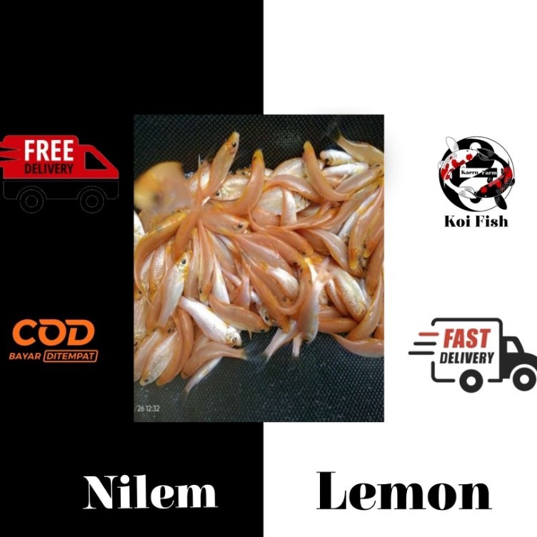 KODE T39H PROMO TERMURAH Paket Bibit Terapi Nilem Lemon Isi 2 Size 23 Cm Berkualitas Dan Bergaransi
