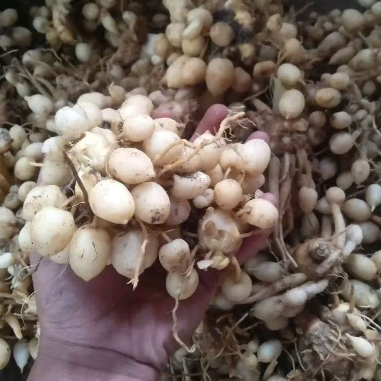 

Kunci Pepet/temu gombyok/kunyit putih gombyok