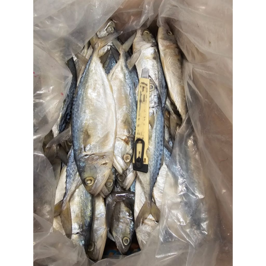 

ikan asin peda putih banjar super 500g