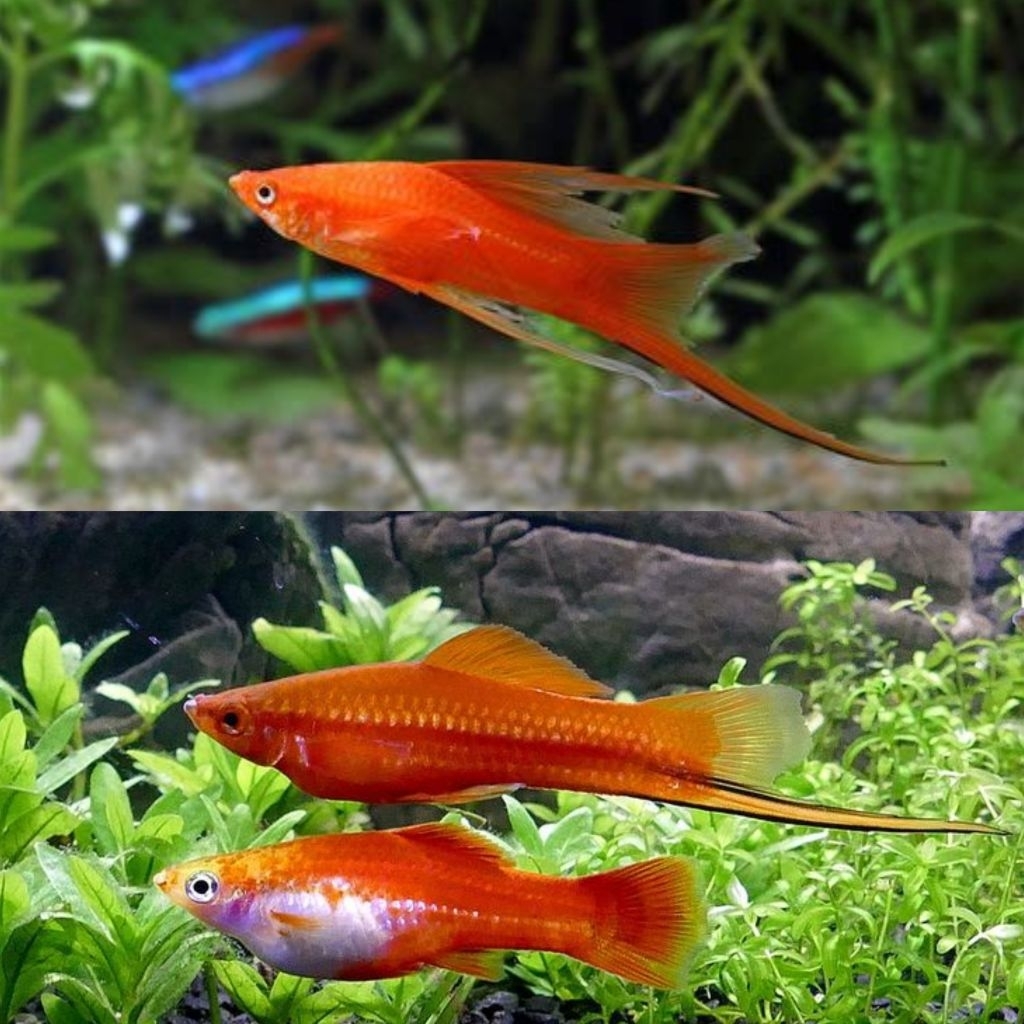 Ikan Hias Platy Swordtail Platy Pedang Full Jantan Tanpa Oksigen Hiasan Aquarium Kolam Tank Aquascap