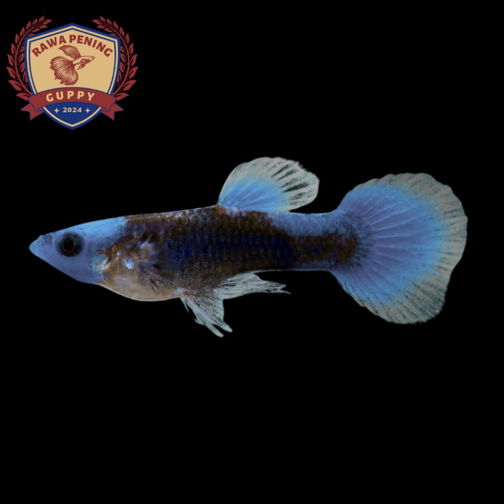 Pembersih Lantai Tuxedo Blue Koi