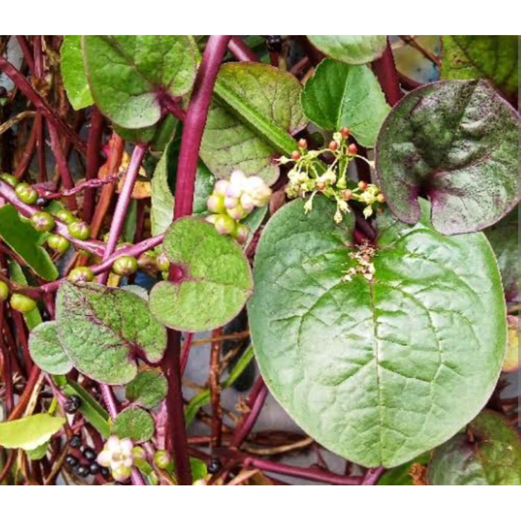 

daun binahong segar fresh