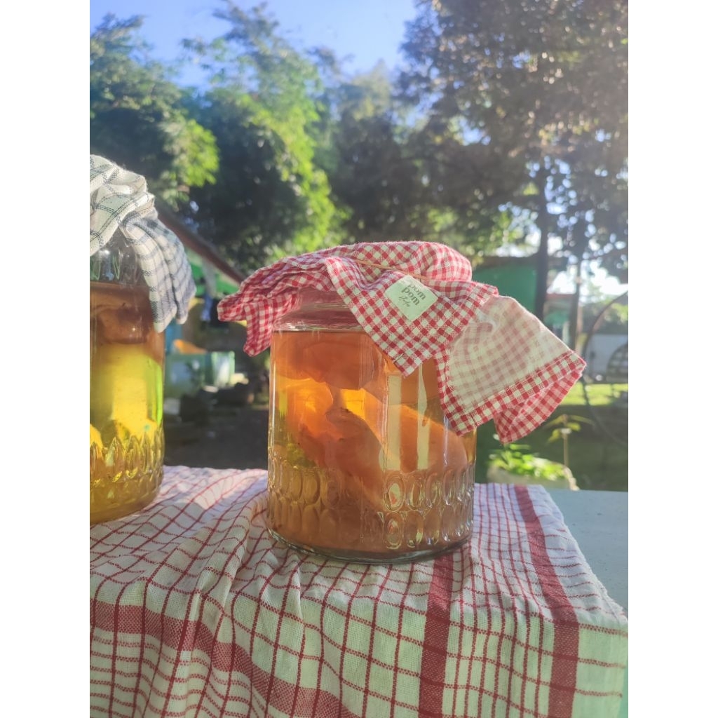

Starter/bibit Kombucha (SCOBY)
