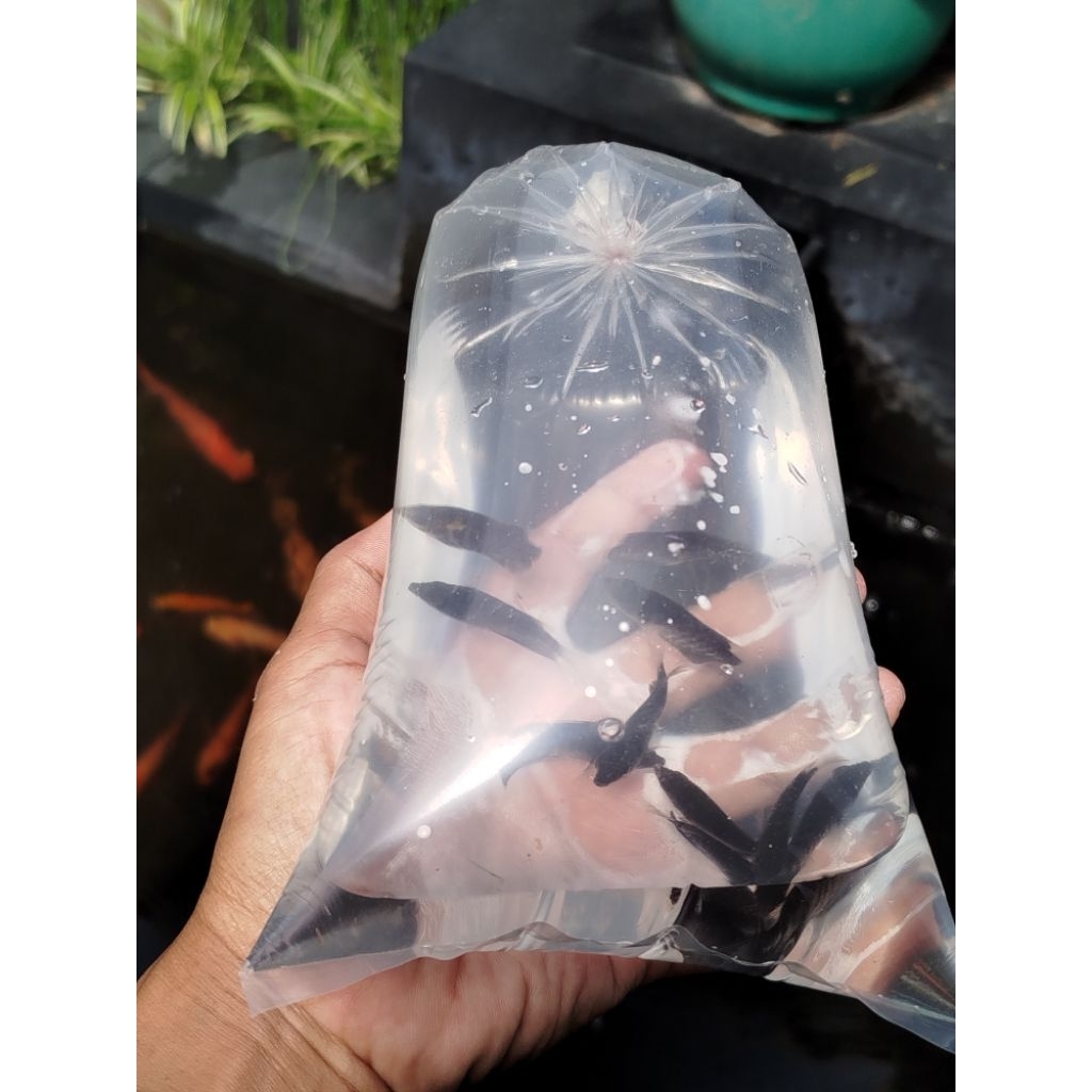 baby gurame bibit gurame