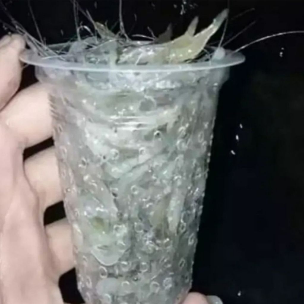 Udang Hidup Pakan Umpan / Umpan Pancing ( Takaran gelas kopi )