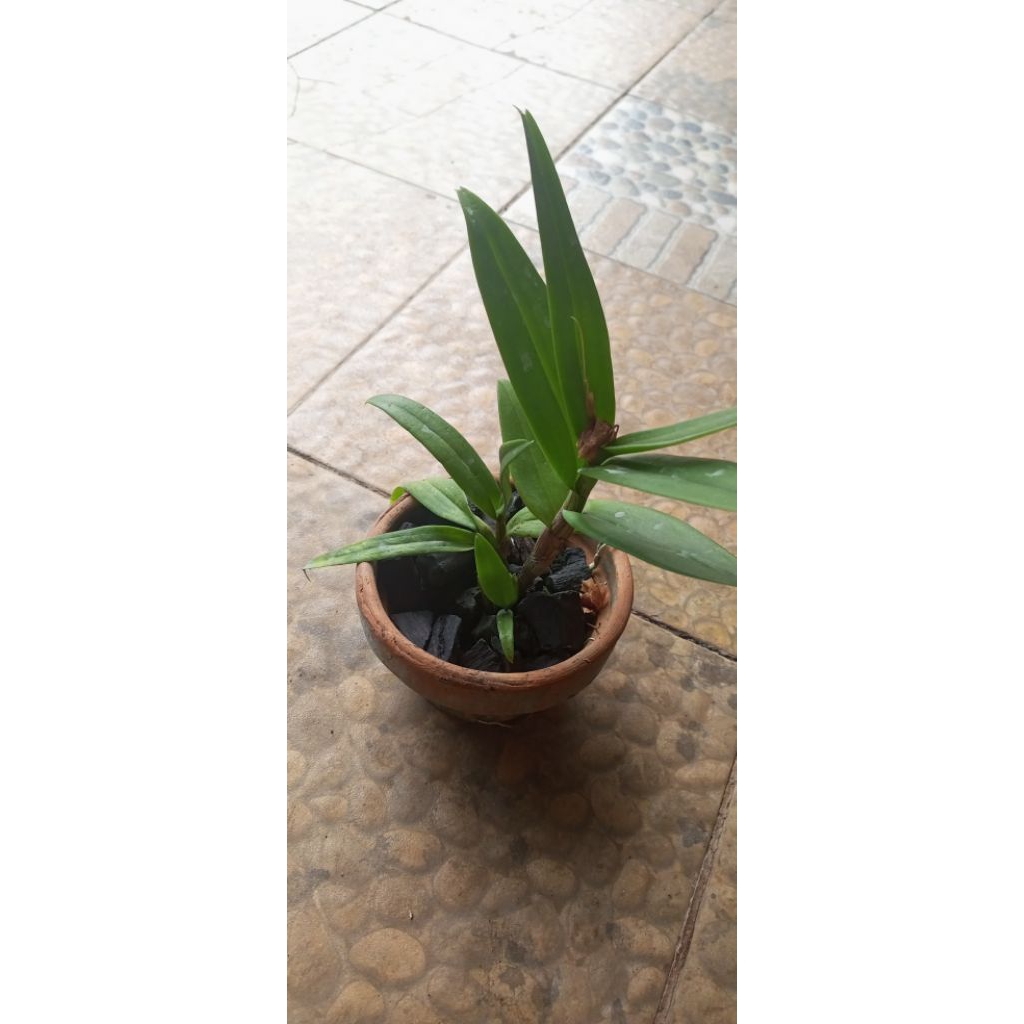 anggrek dendrobium siap berbunga