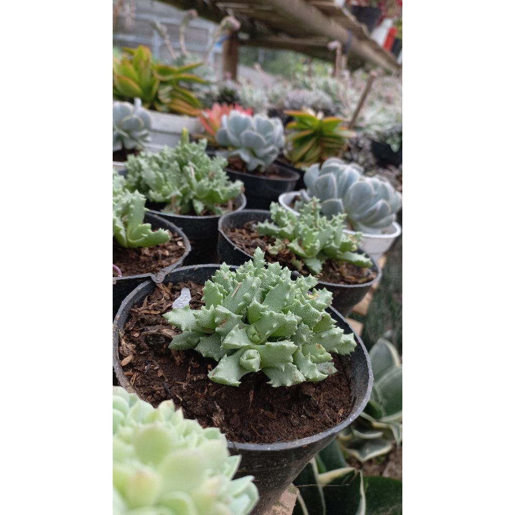 Sukulen Kaktus satuan tanpa pot Ukuran kecil sedang