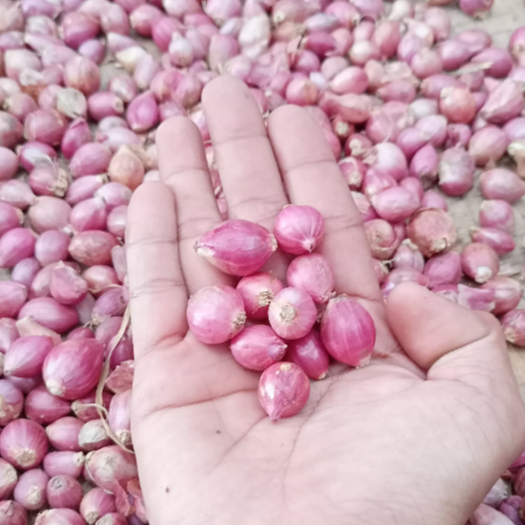 

Bawang probolinggo kering kecil kemasan 1kg