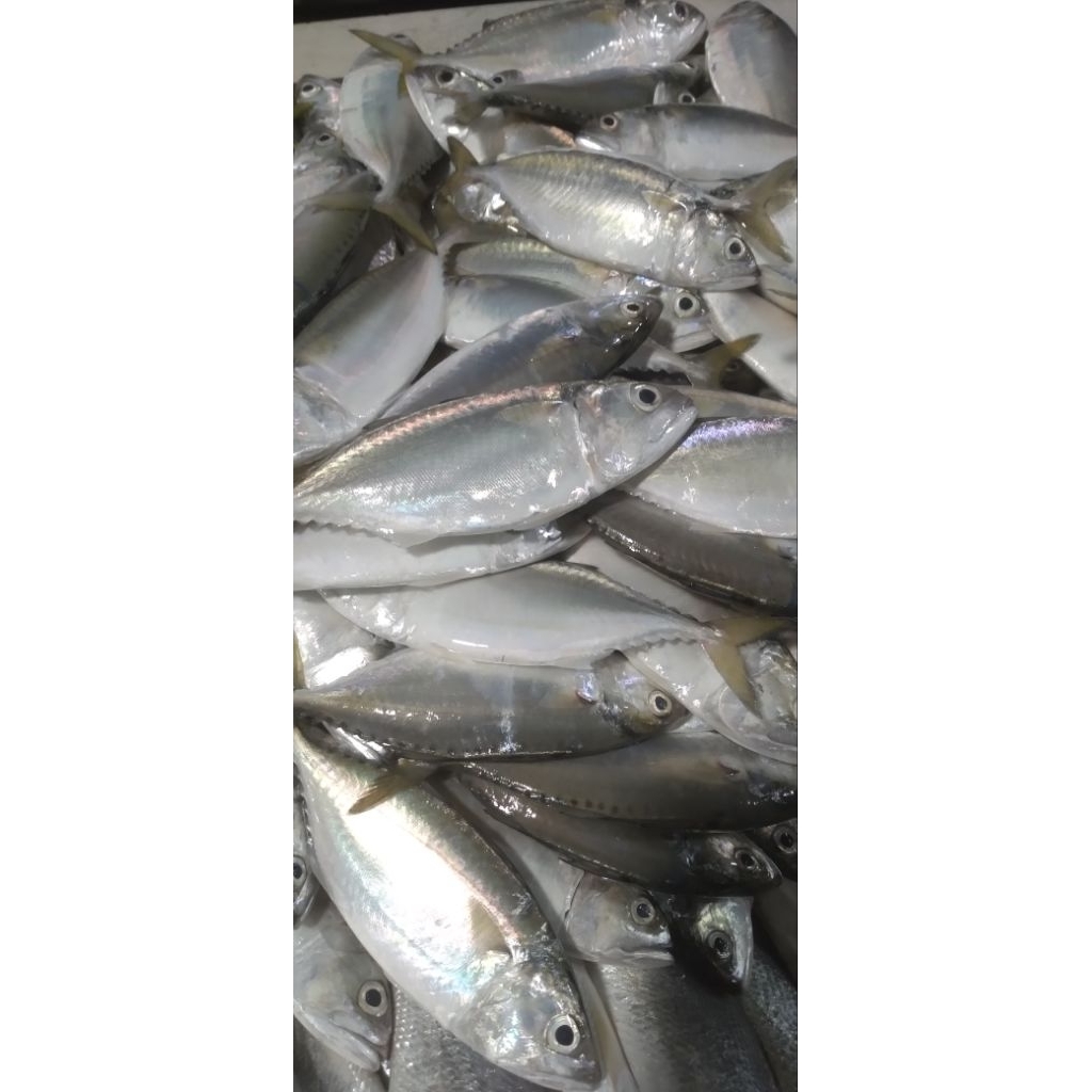 

Ikan Kembung fresh