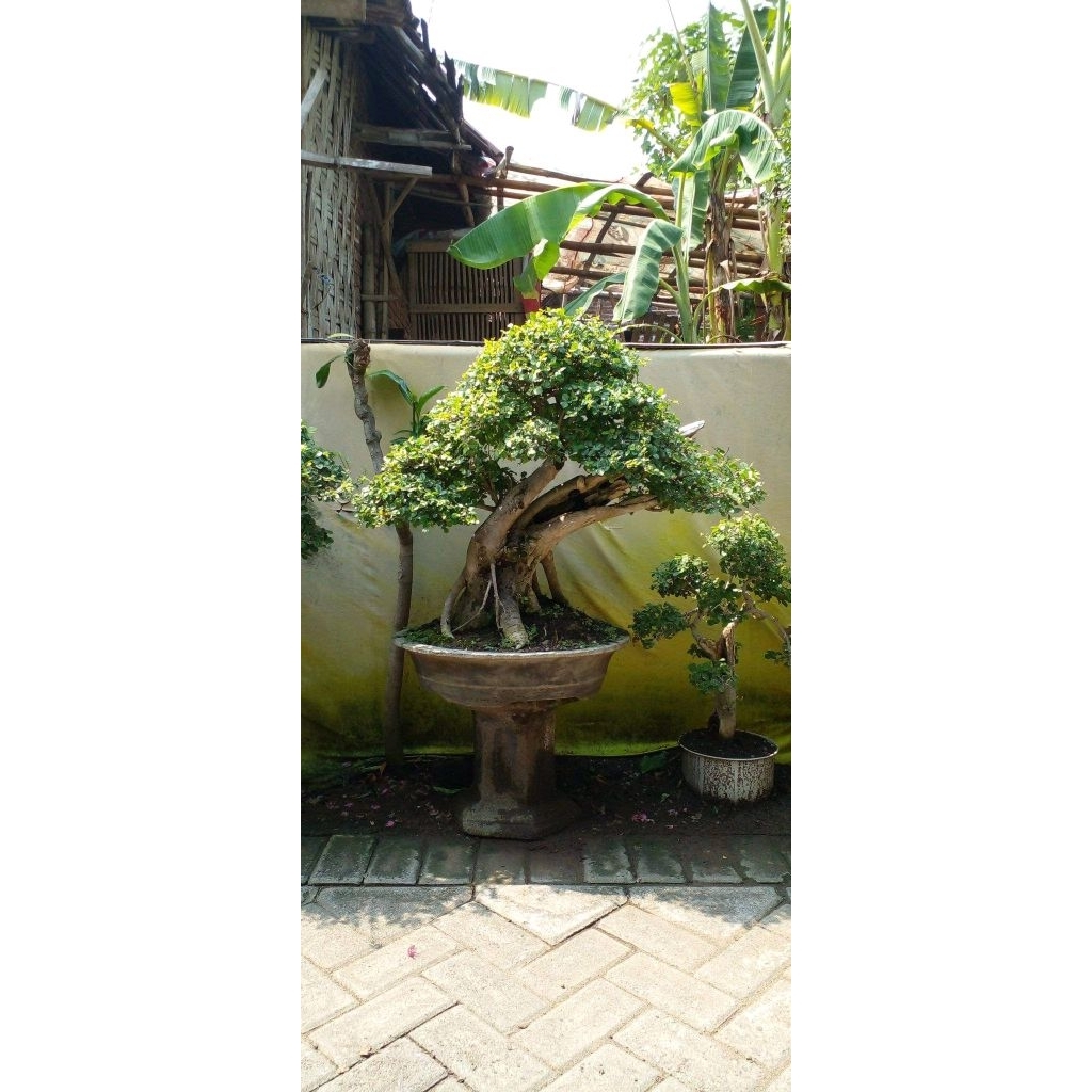 Bonsai serut jumbo xl siap pajang