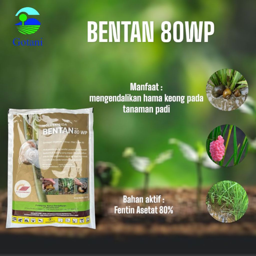 Insektisida BENTAN 80WP