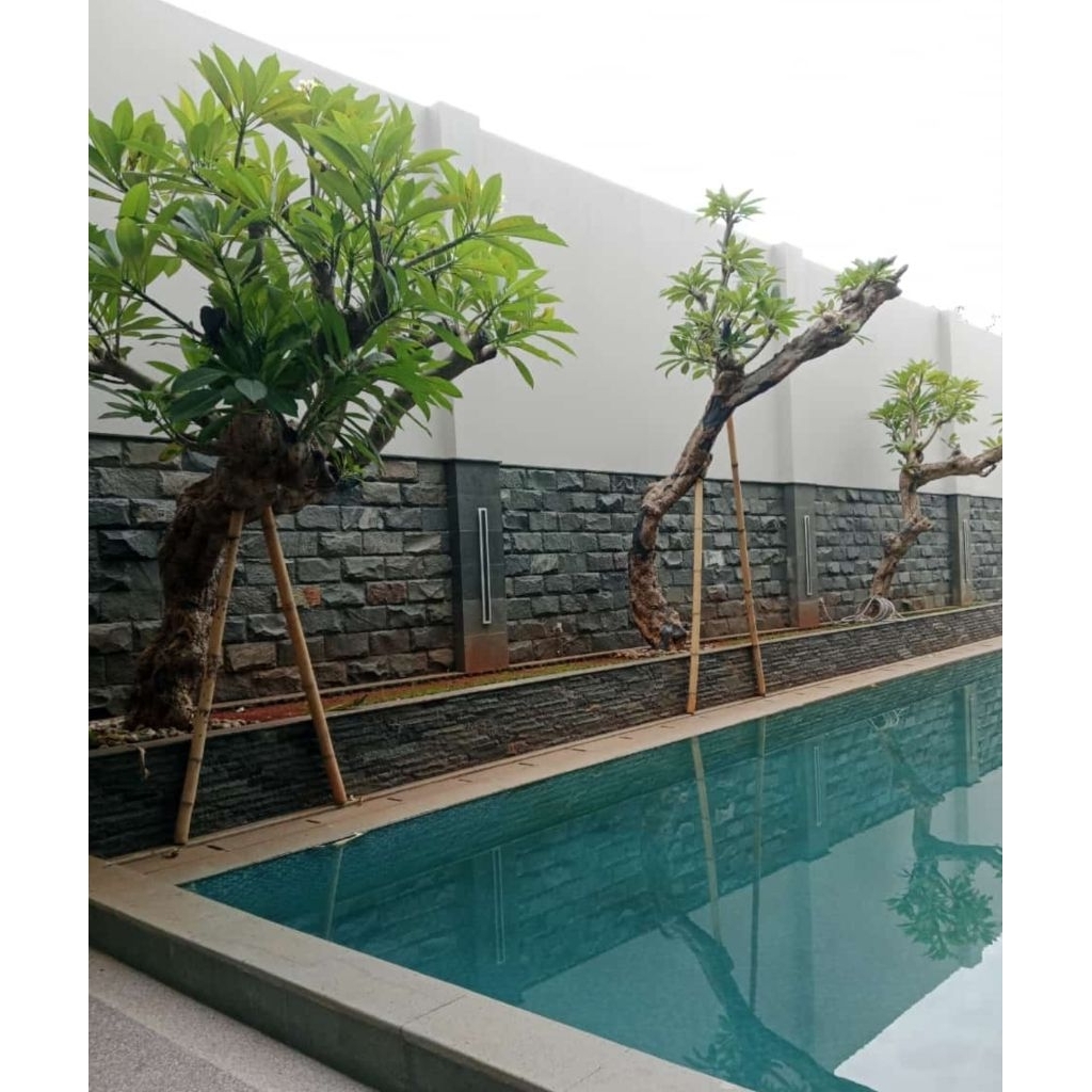 pohon kamboja posil//tanaman kamboja