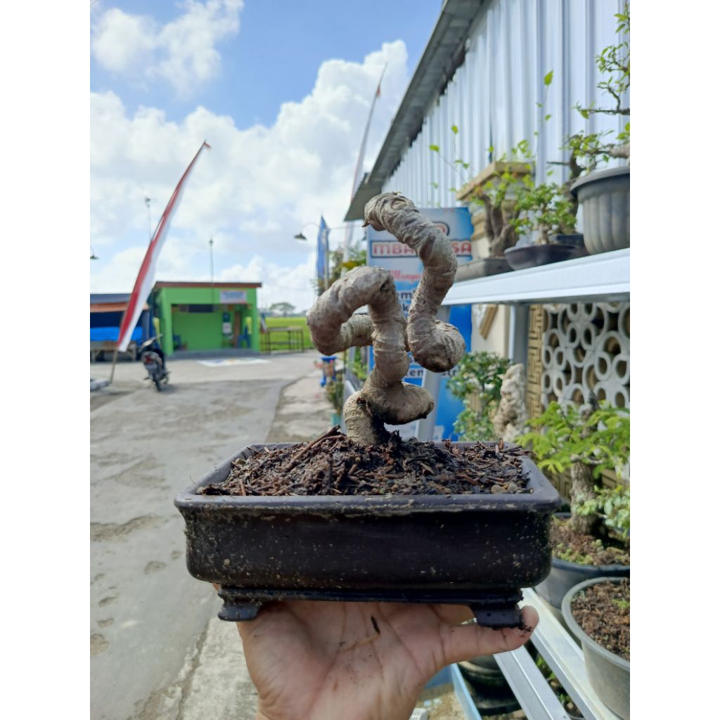 bonsai mini mame murah. Sancang serut loa