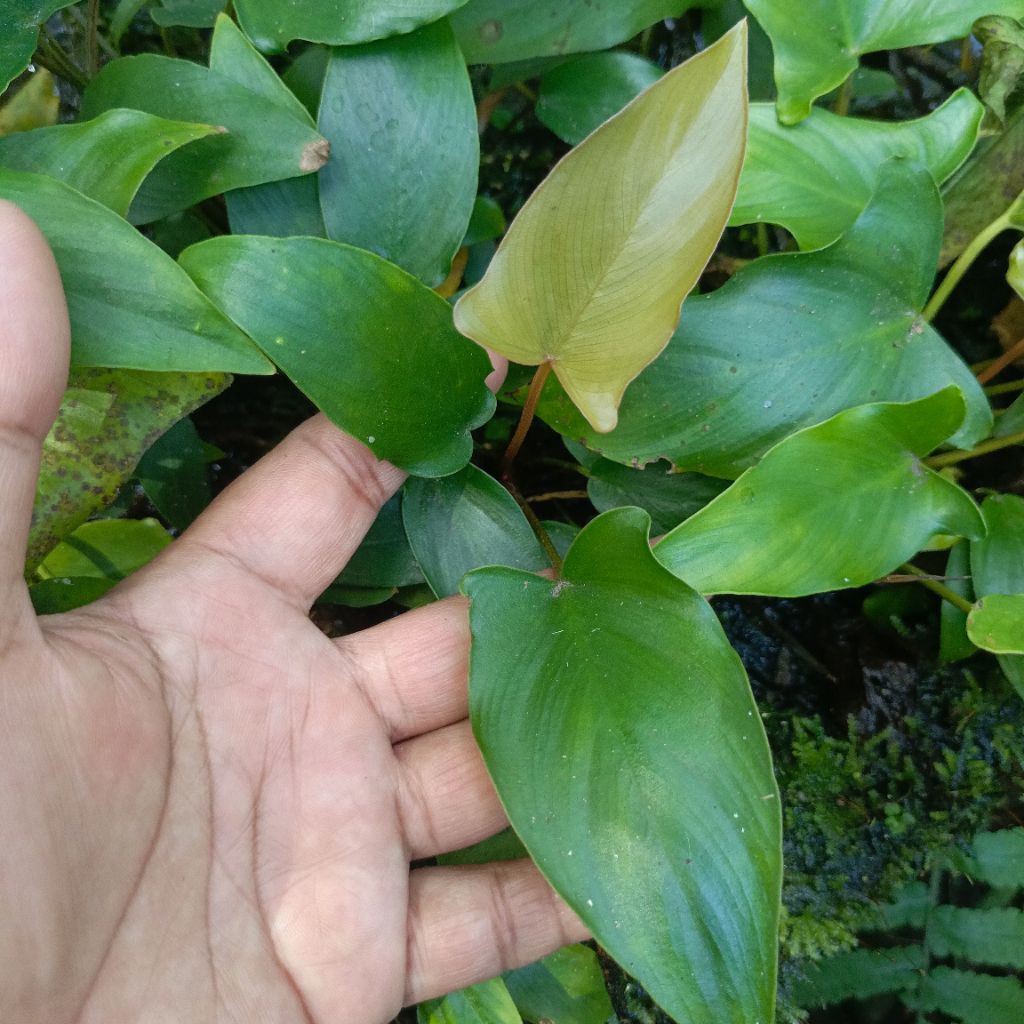 Anubias Gracilis