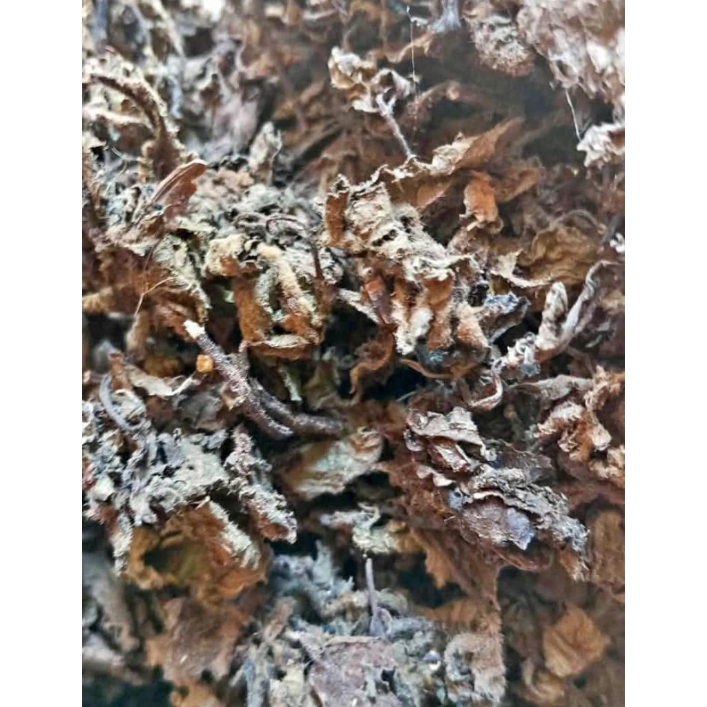 

Daun Cincau Hitam/Janggelan Kering 1Kg
