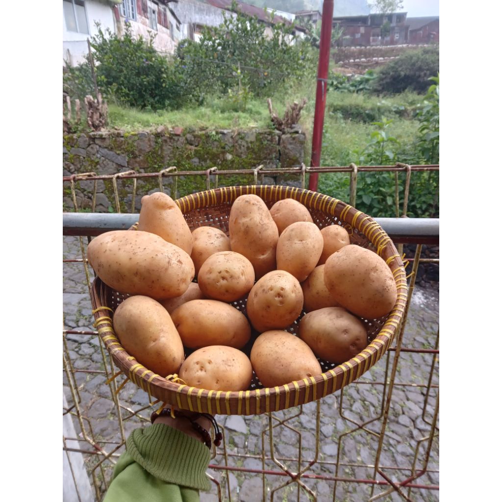 

PROMO KENTANG DIENG SUPER/ BESAR MURAH LANGSUNG PETANI