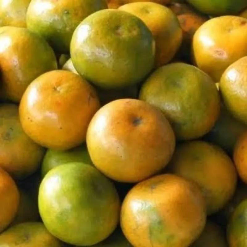

Jeruk siam Madu 100 gr