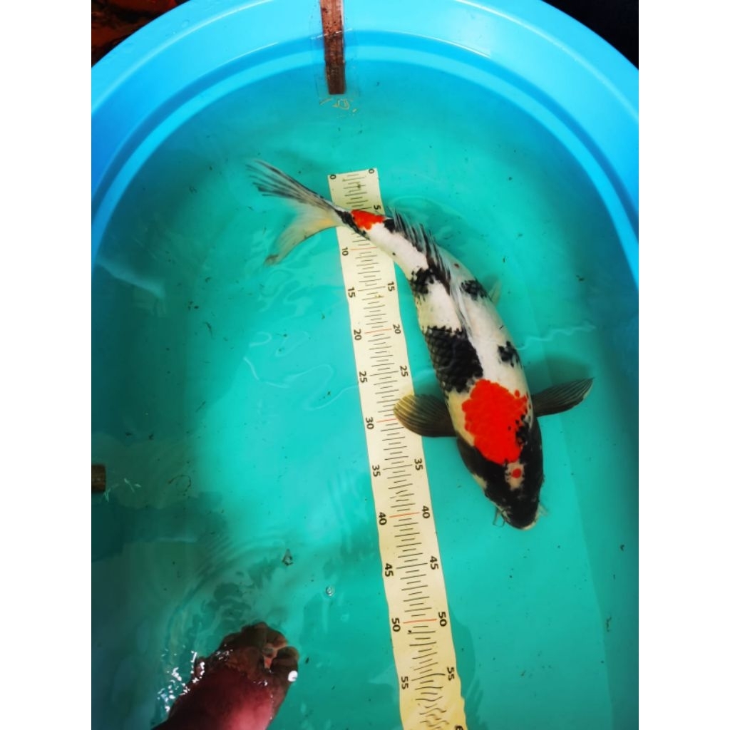 ikan koi sanke blitar 50-54 cm