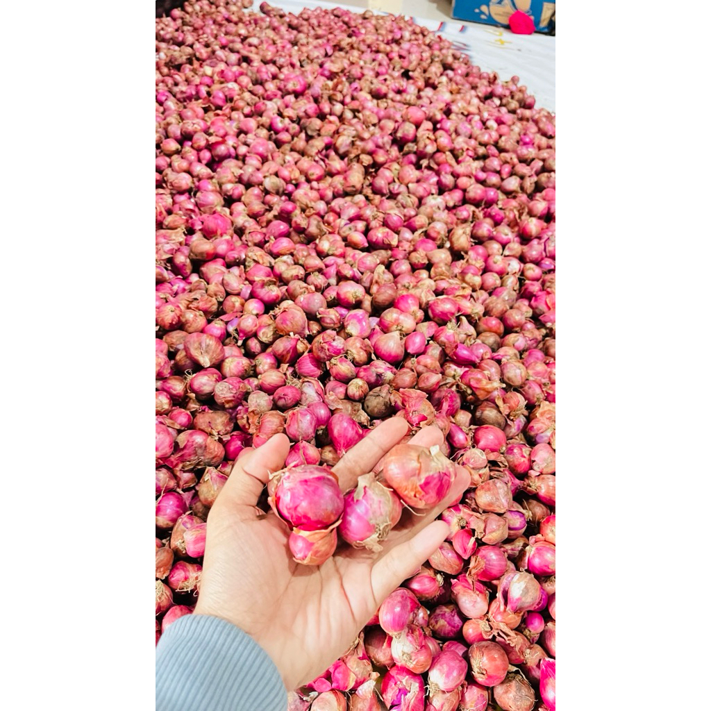 

bawang merah nganjuk jumbo garing awet