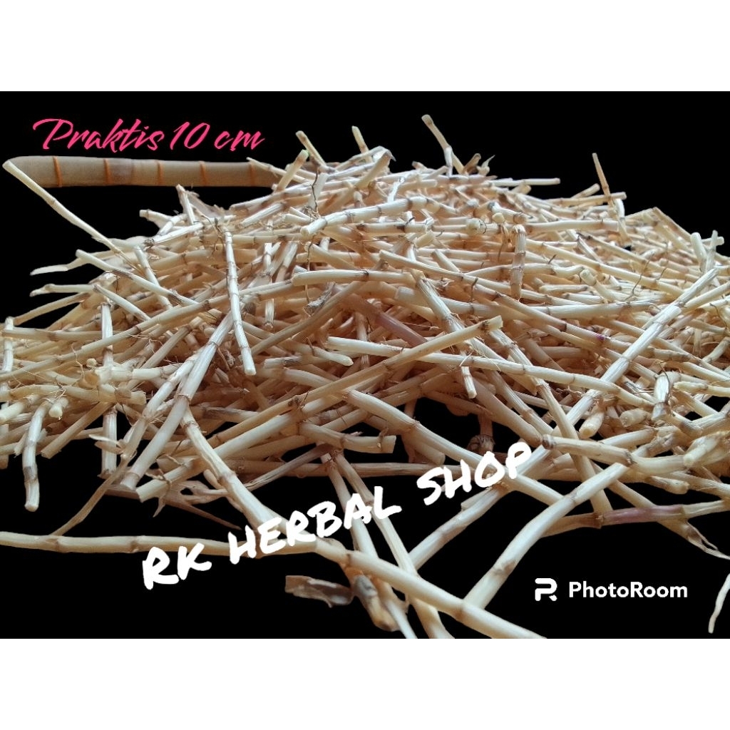 

PAKER PEAKTIS 10 CM TINGGAL REBUS AKAR ALANG-ALANG SEGAR TERMURAH 1 KG HERBAL ALAMI