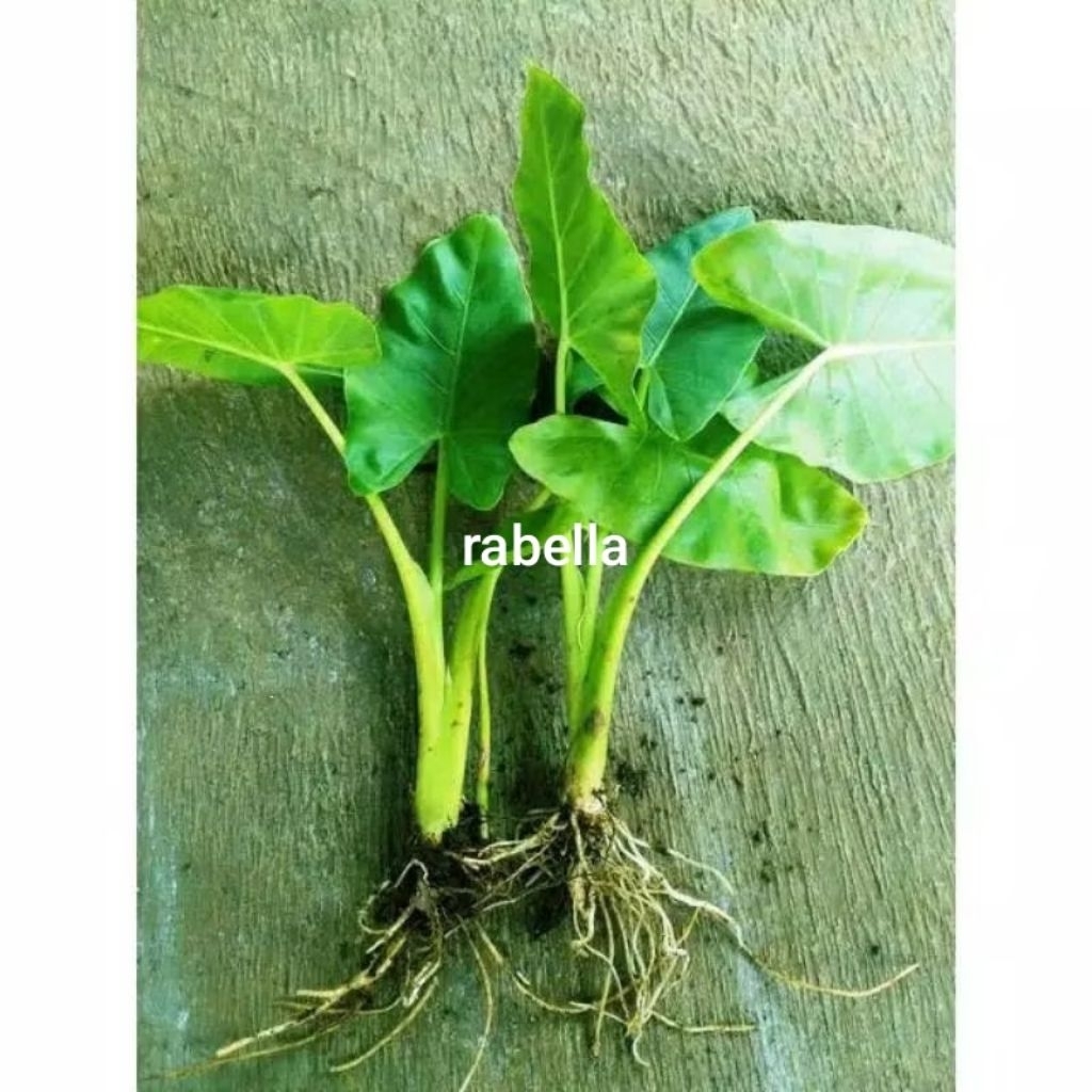 sente hijau sente jumbo talas jumbo