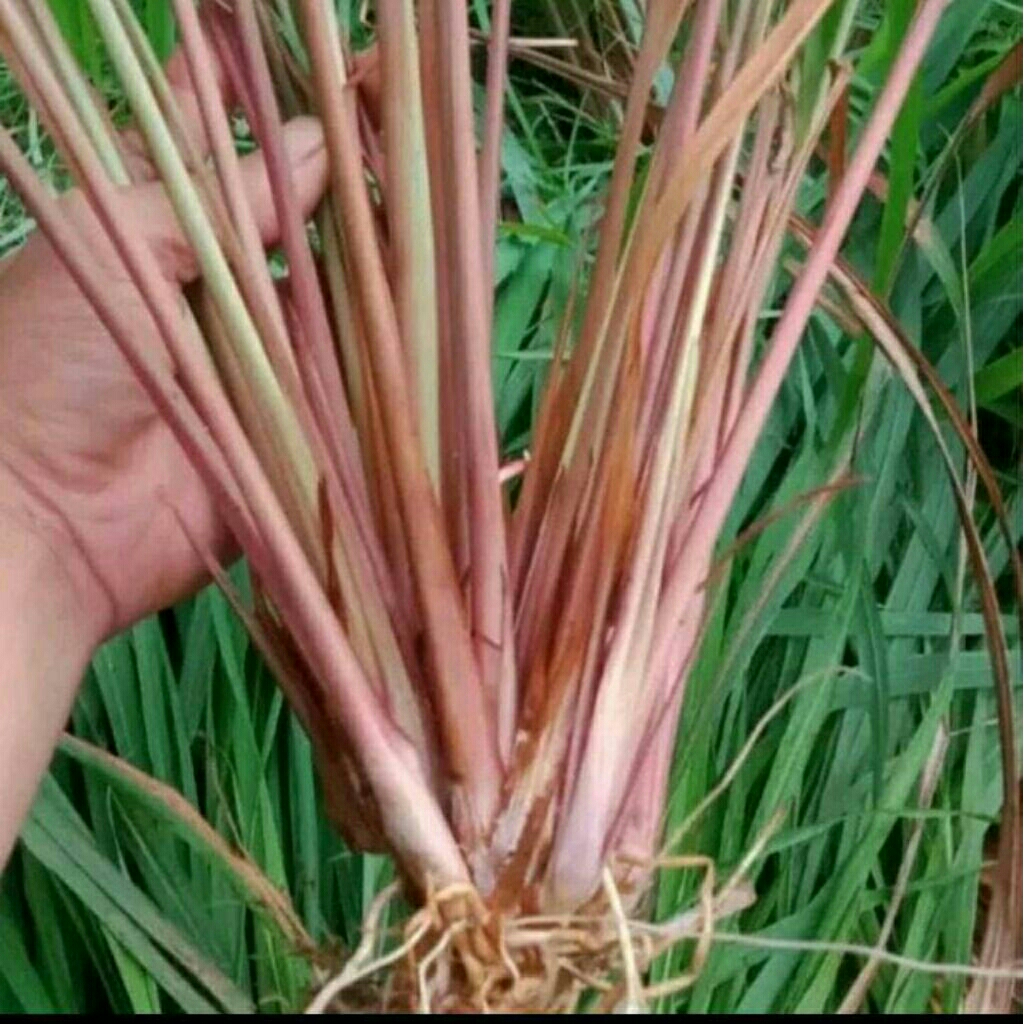 

sereh merah 1kg sereh wangi sereh merah termura sereh super batang besar