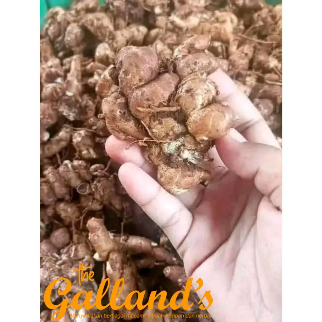 

KENCUR / CIKUR SEGAR 1 KG FRES BAHAN MAKANAN SEBLAK DAN BUMBU LAINNYA