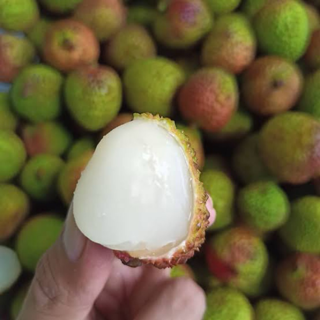 

Buah Lychee / Leci import madu leychee hijau Manis 1PACK(500GR) TOKO BUAH SEGAR SURABAYA