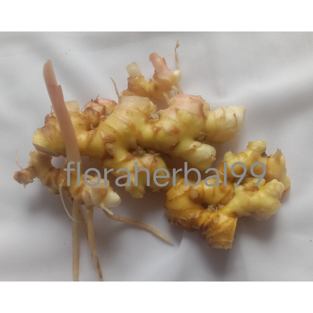 

LAMPUYANG SEGAR 250gr | LEMPUYANG