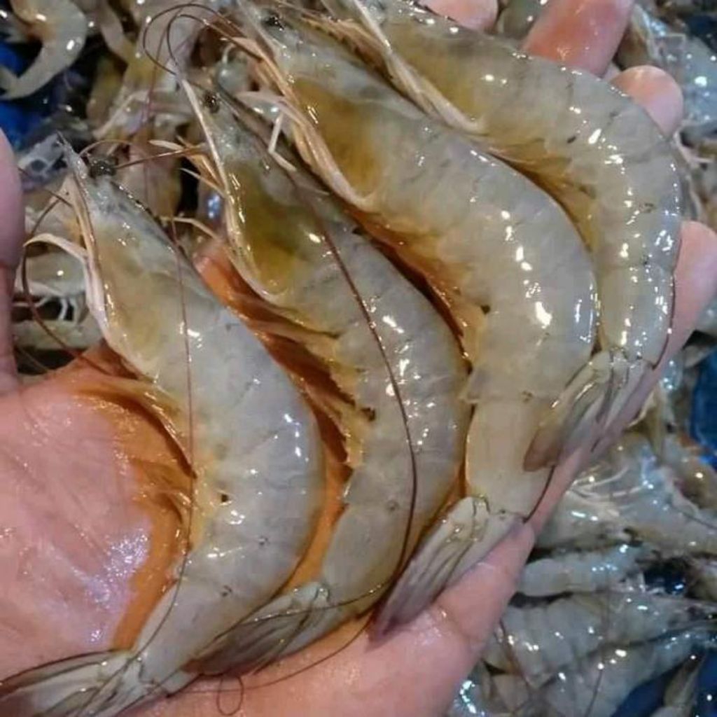 

Udang segar vaname fresh pasar pagi/ udang fresh pasar pagi/ udang vaname pasar pagi flamboyan