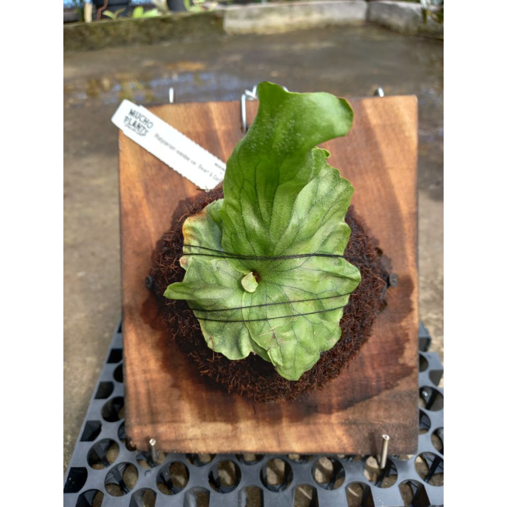 platycerium wandae dwarf&curling