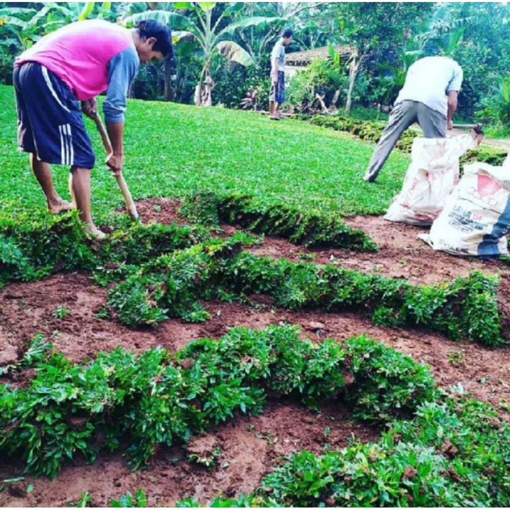 Rumput Gajah Mini Ukuran 1 meter cacahan