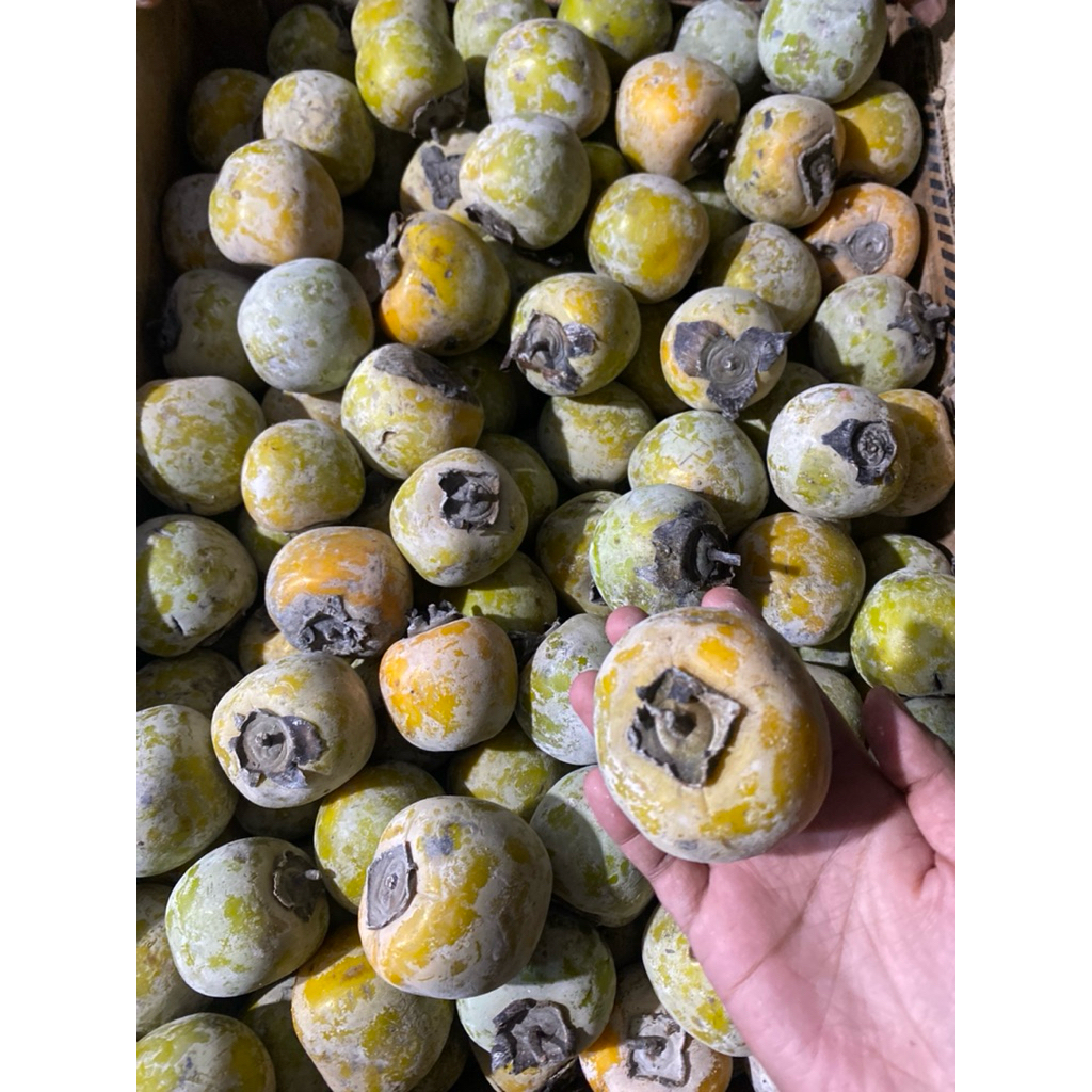 

Kesemek atau Persimon Manis pakai bedak